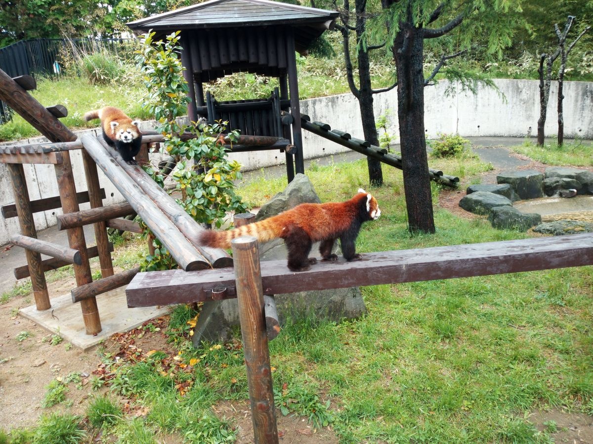 حديقة حيوانات أكيتاشي أومورياما