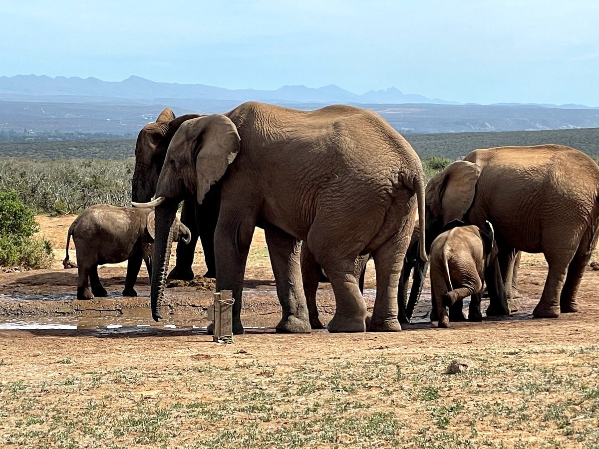 A picture of Addo Elephant National Park