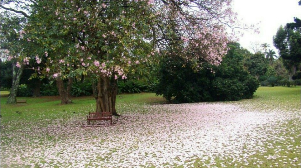 حدائق ديربان النباتية