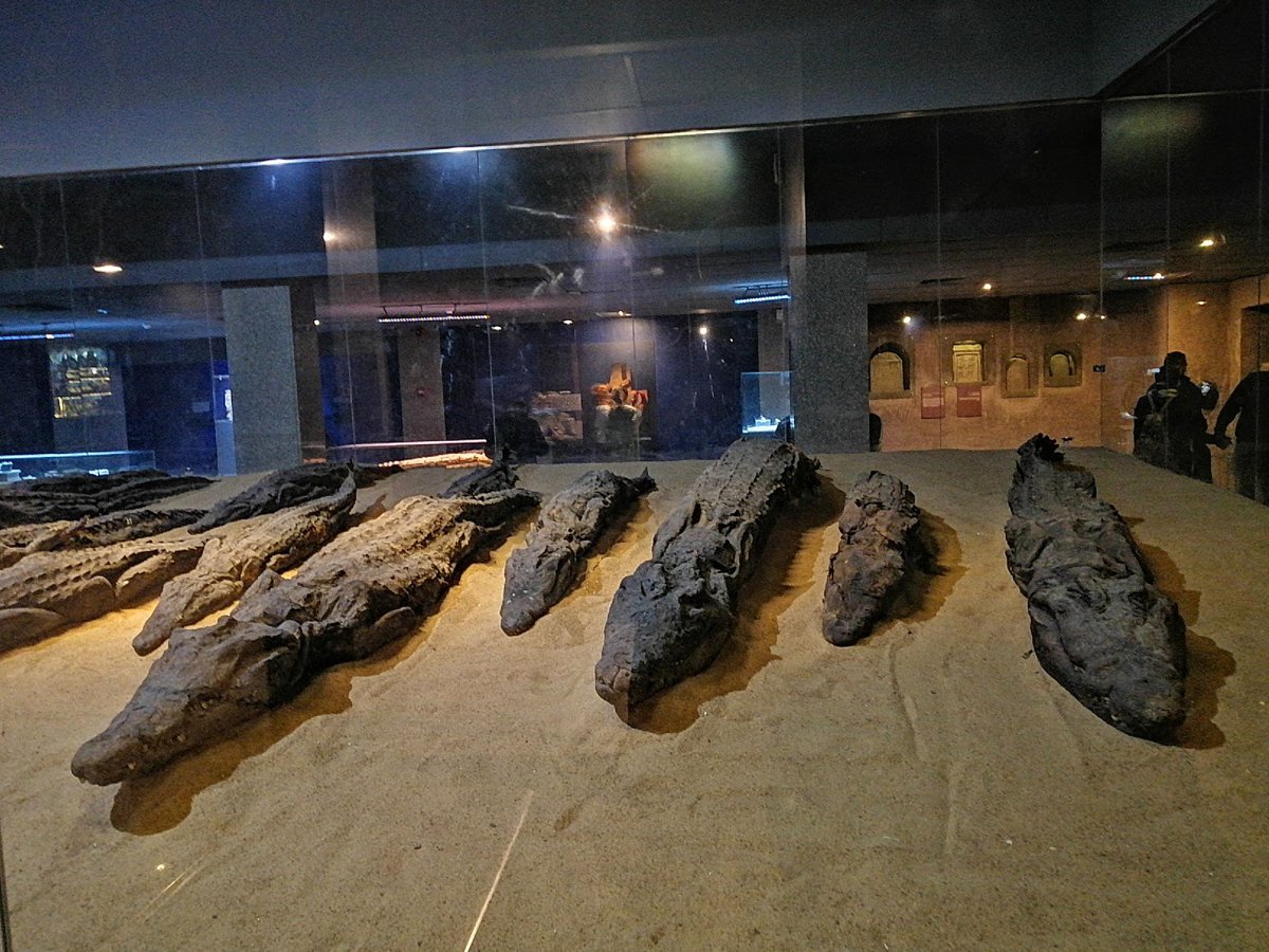 متحف التماسيح