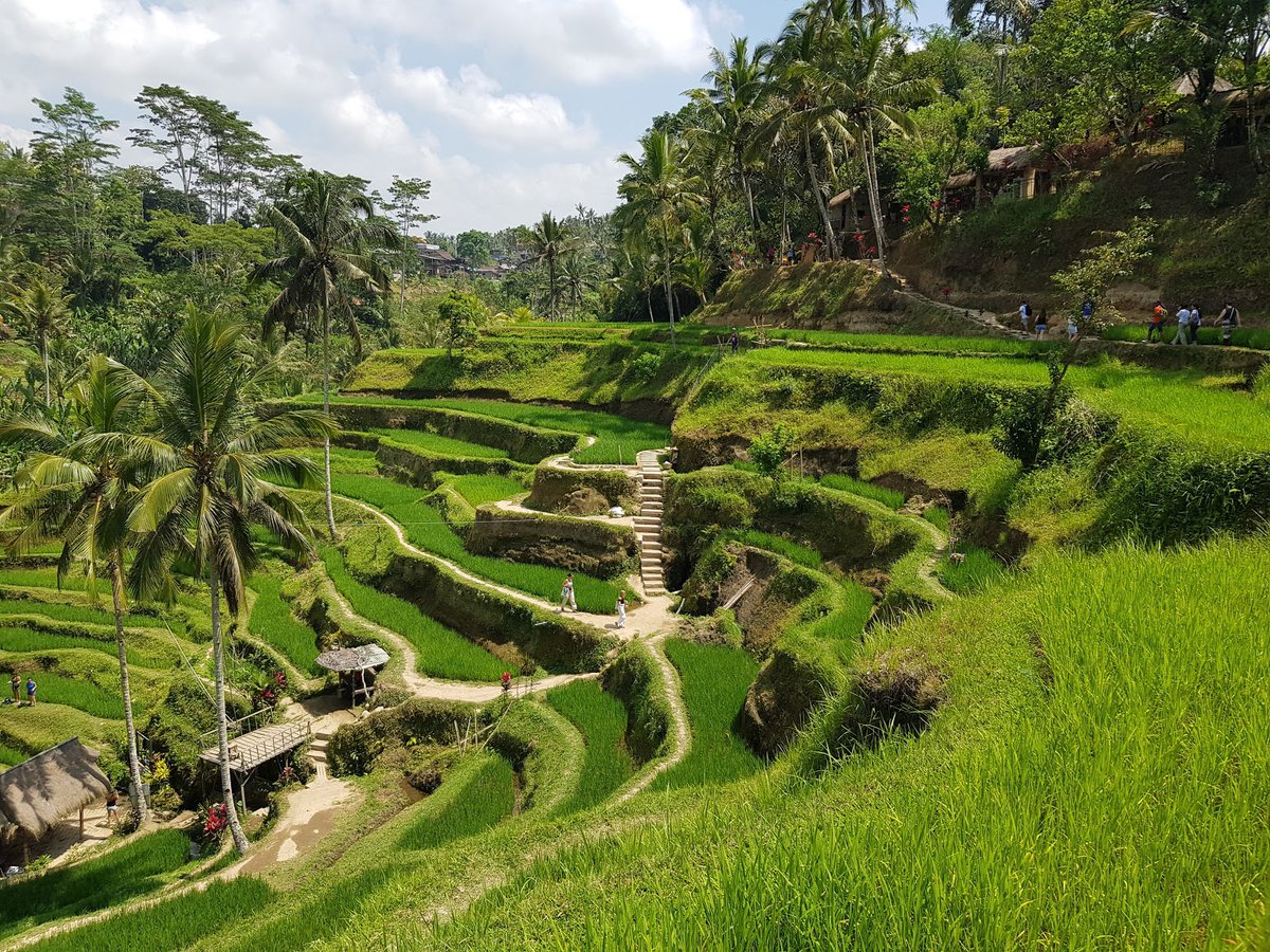 A picture of Tegallalang Rice Terrace