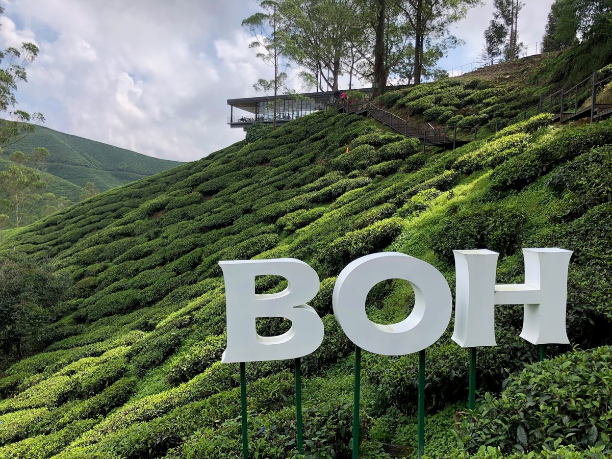 A picture of BOH Tea Plantation