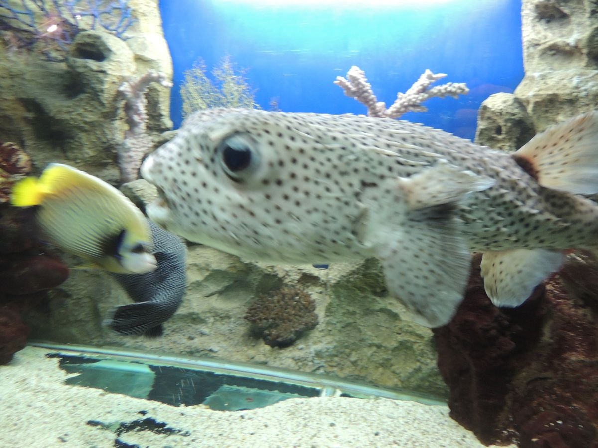 حوض أسرار المحيط المائي