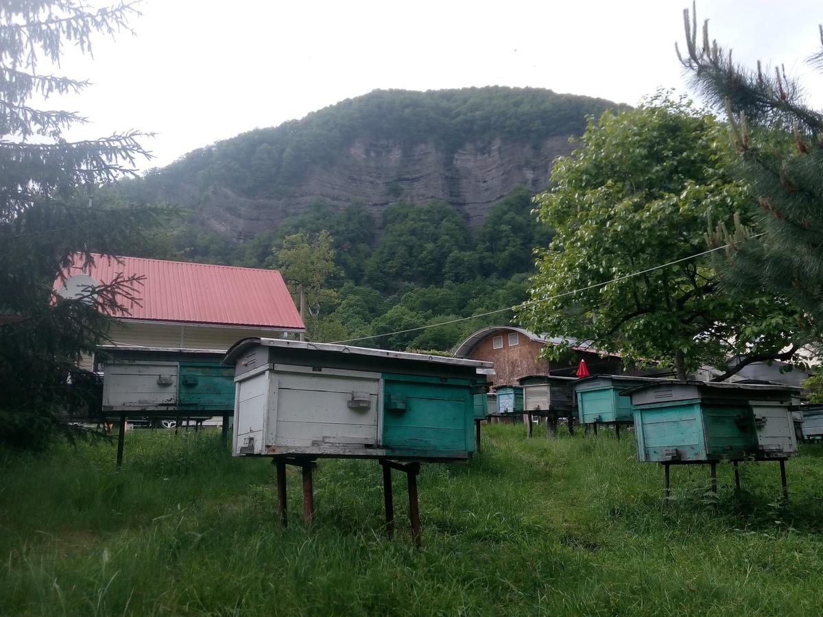 منحلة الصحة