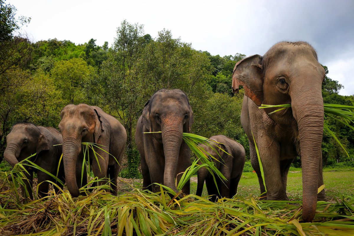 A picture of Elephant Jungle Sanctuary