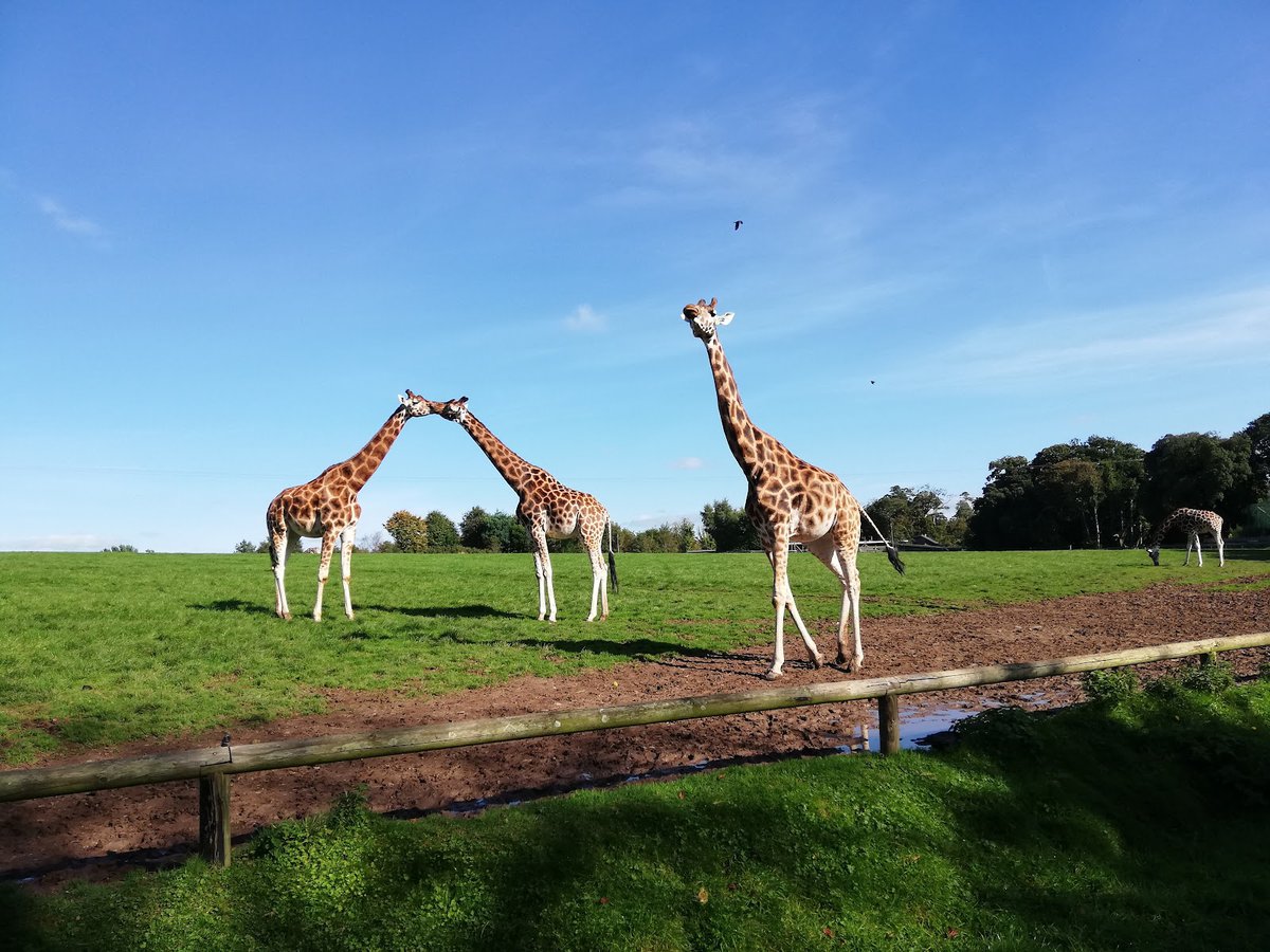 A picture of Fota Wildlife Park