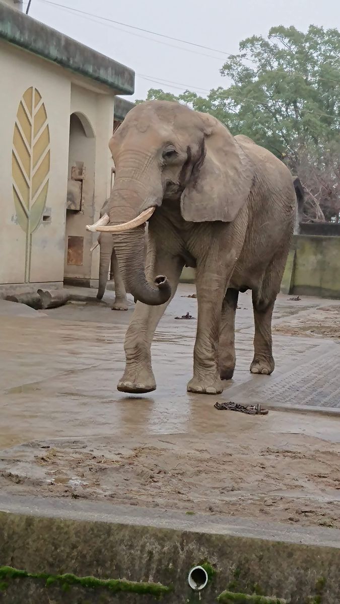 حديقة كوماماتو للنباتات والحيونات