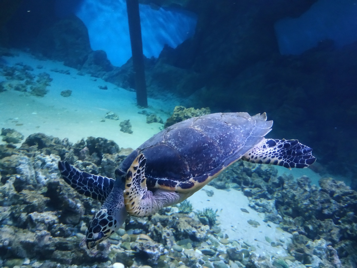 موسكو اوشيناريوم