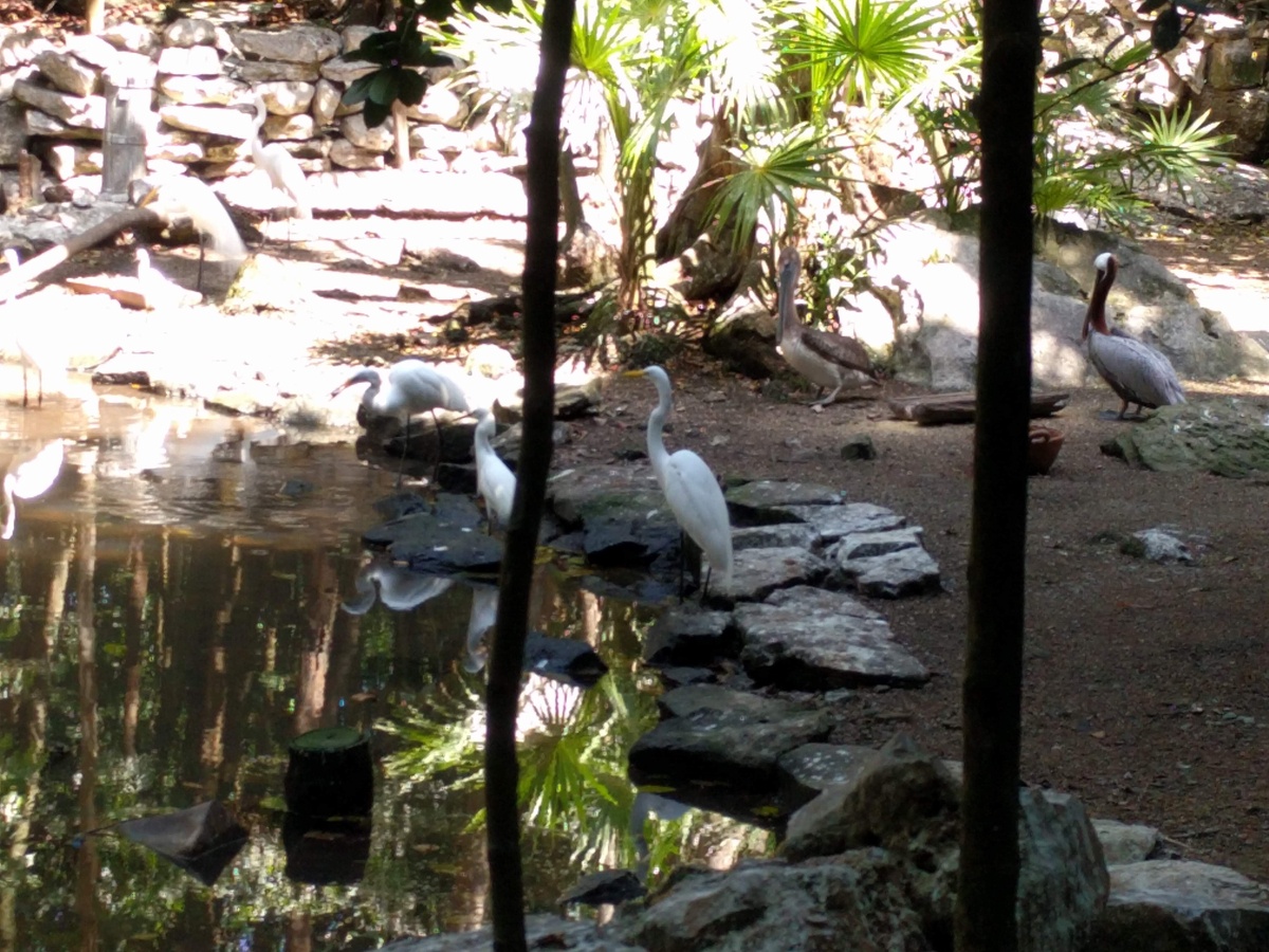 حديقة شامان ها للطيور