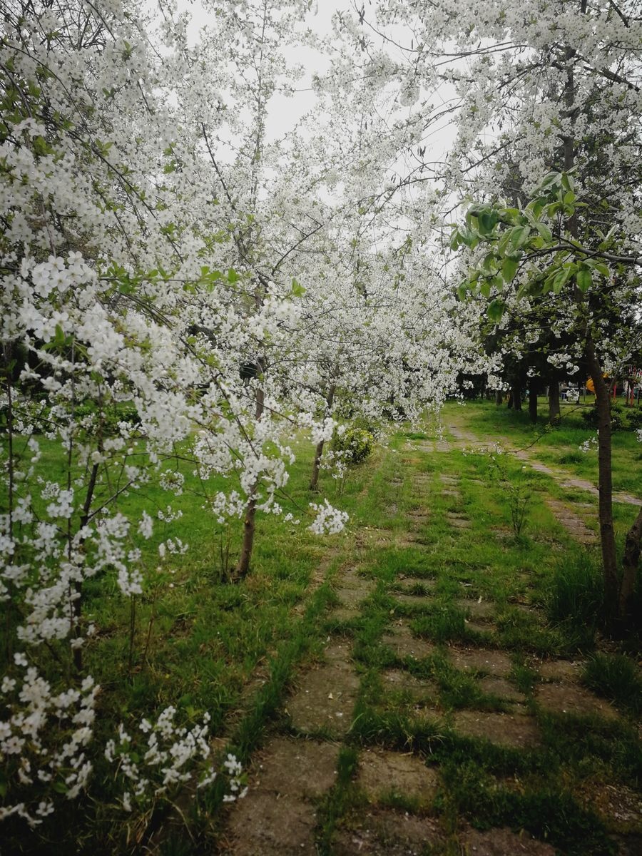 حديقة ظريف علييف